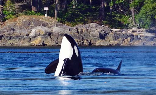 An Orca spy hop.