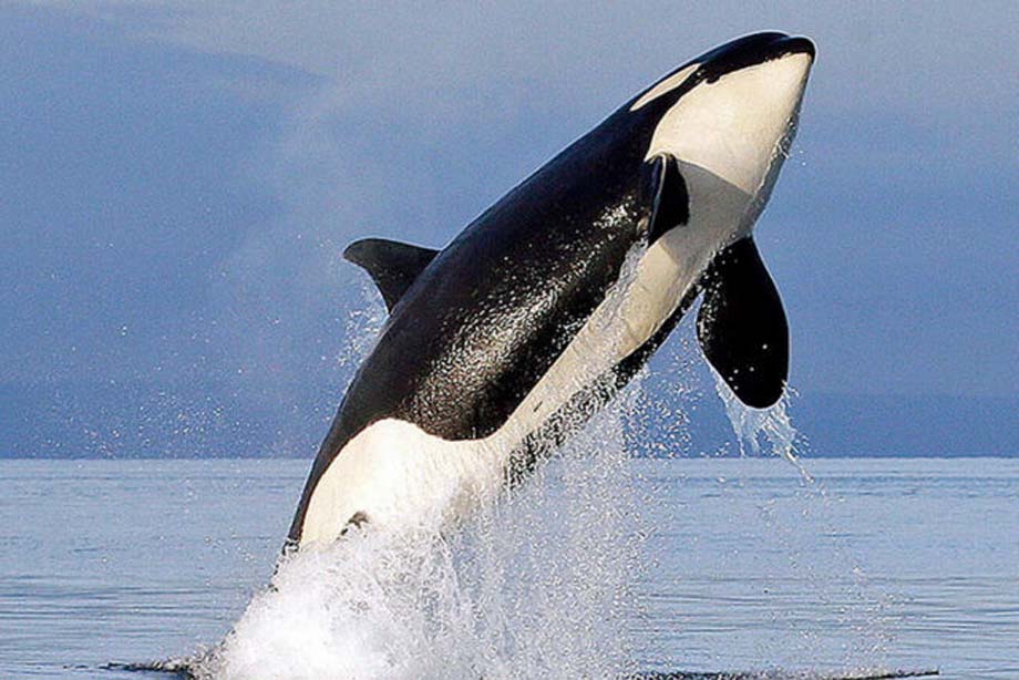 A Southern Resident female orca leaps from the water while breaching.