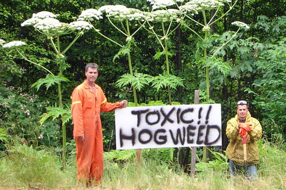 A work crew removes giant hogweed.