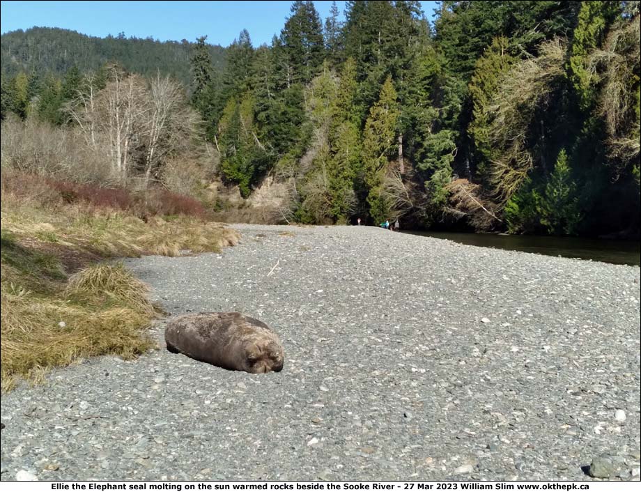 Female Elephant seal.