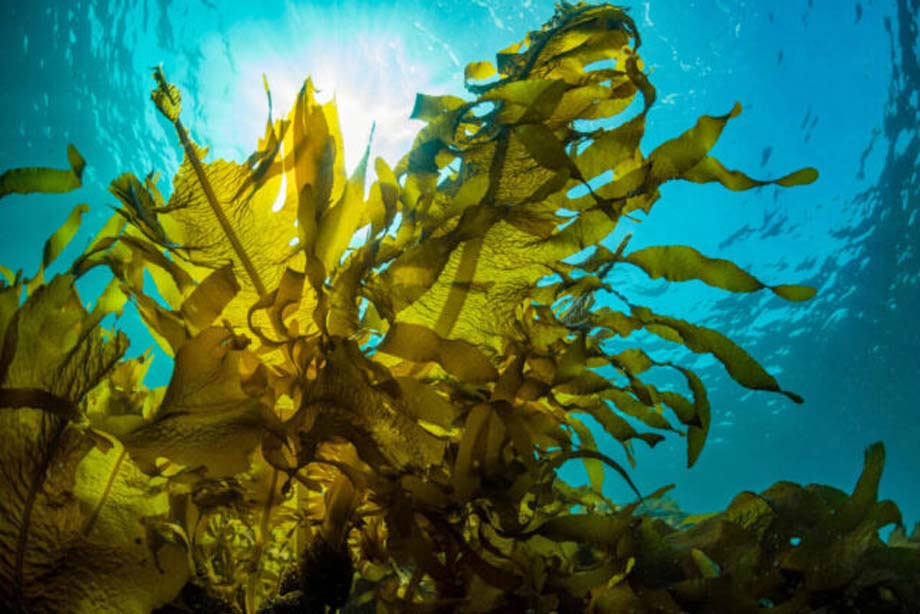 Ocean Kelp.