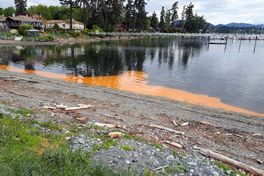 Discoloured ocean by Whiffen Spit.