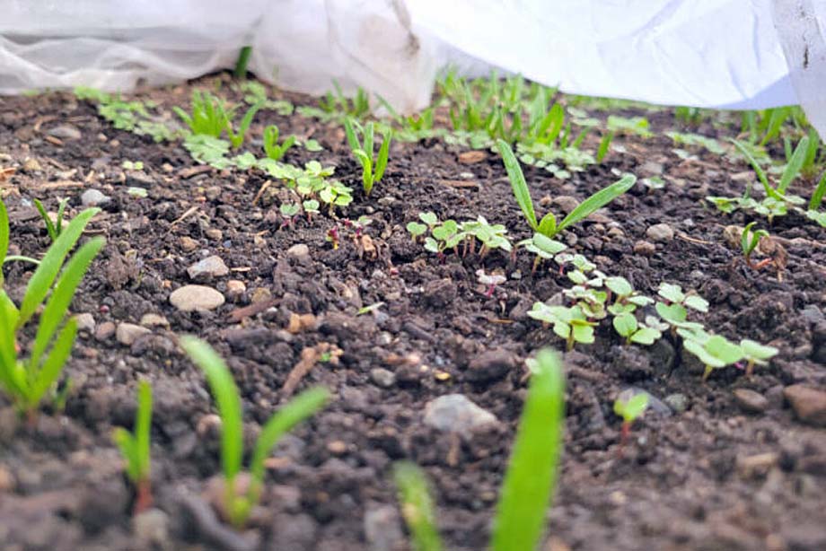 Sprouting Tullyweeds.