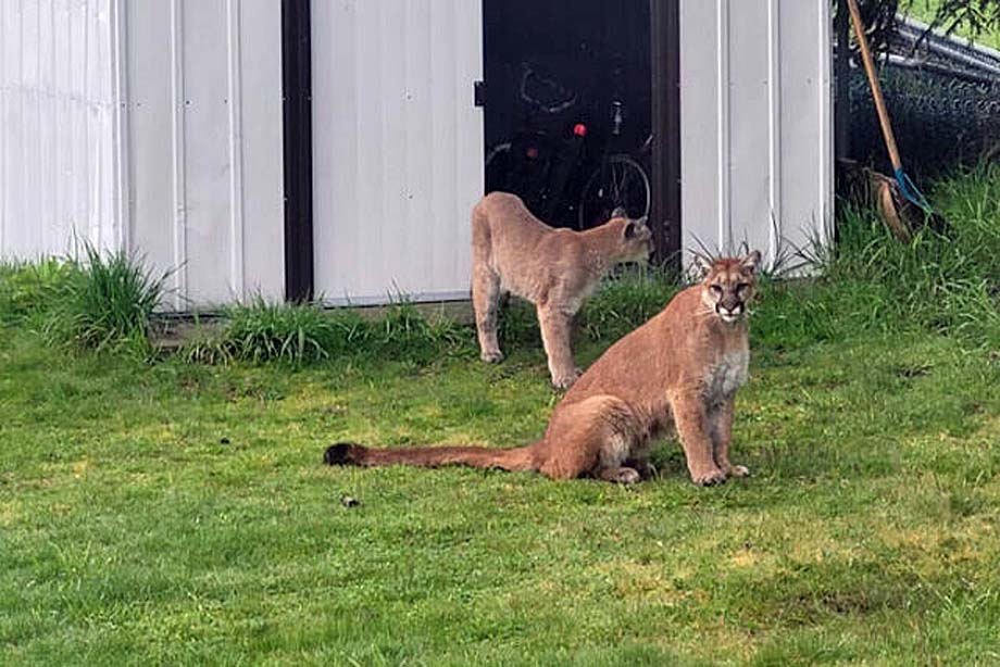 A pair of cougars.