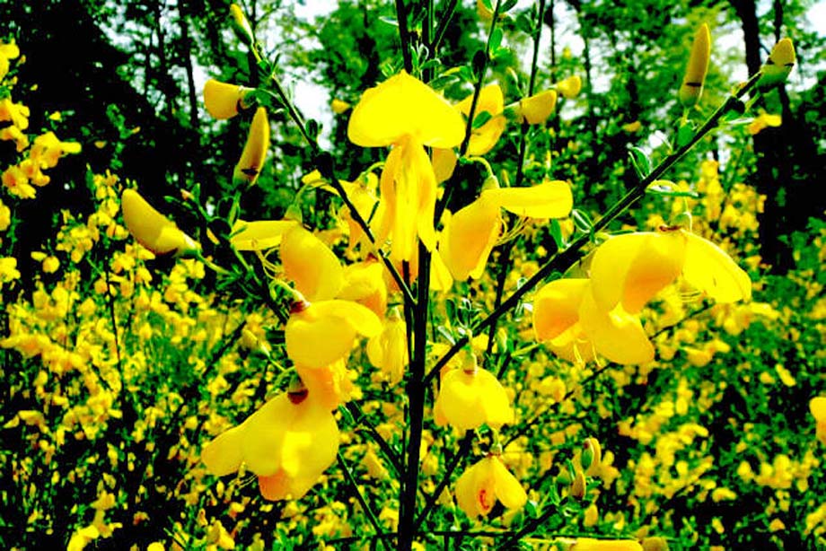 Scotch Broom.