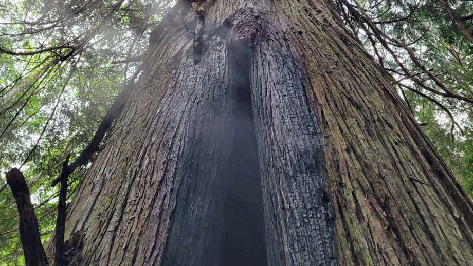 One fire reached about 7.5 metres up a large tree.