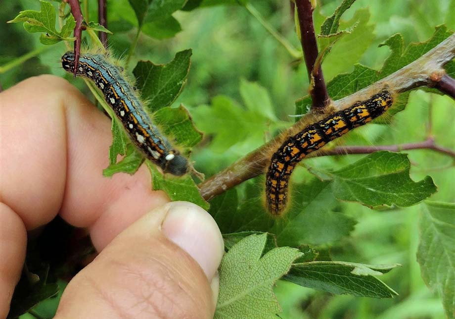 Two types of caterpillar.