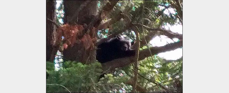 The bear snoozing up a pine tree.