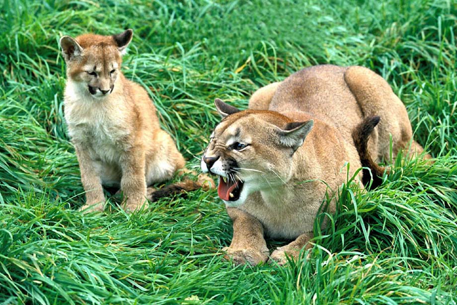 A female cougar and her cub.