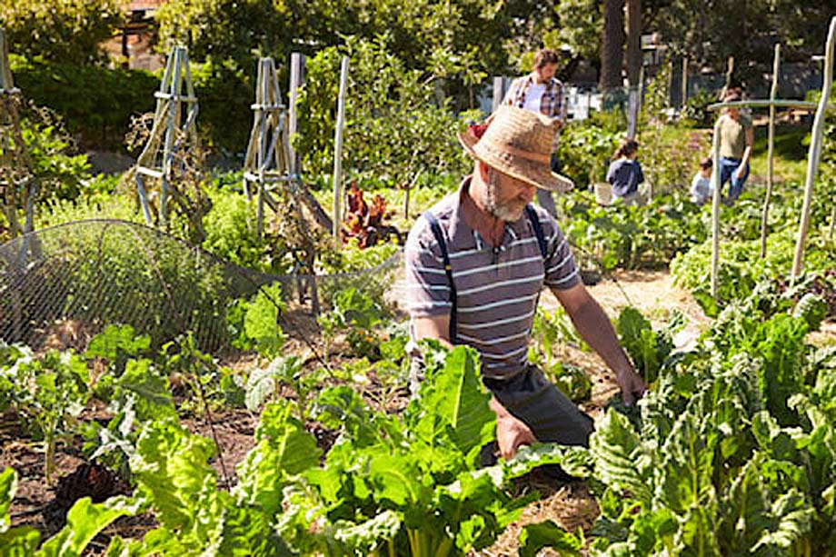 A community gardener.